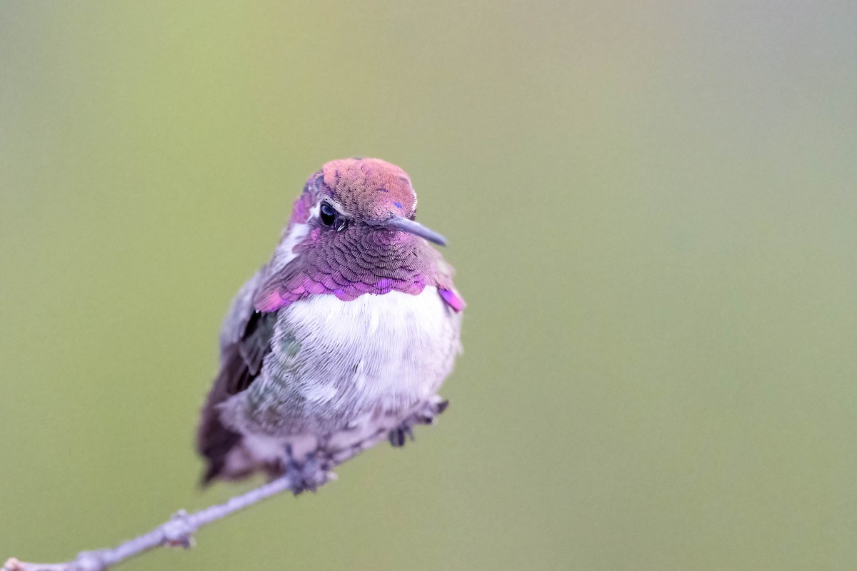 Costa's Hummingbird - ML628704482