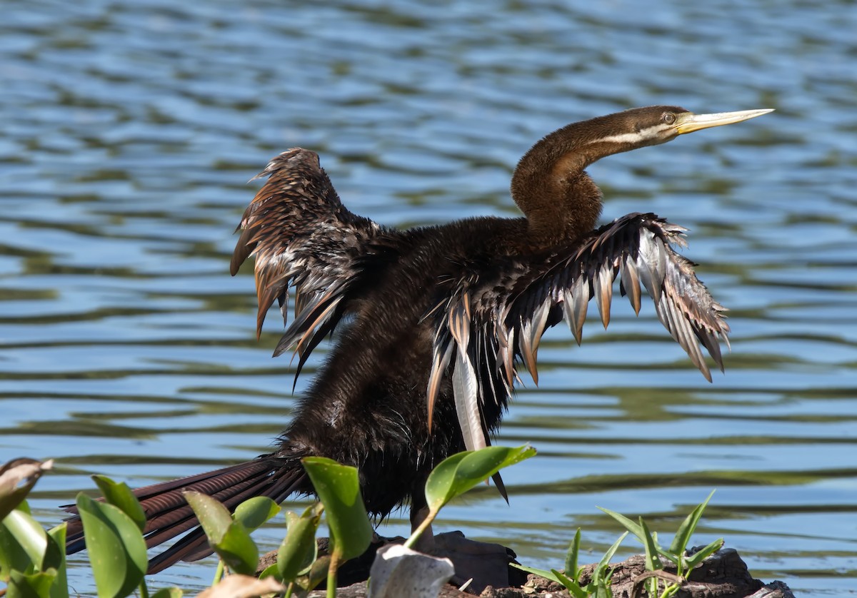 Anhinga d'Australie - ML628704486