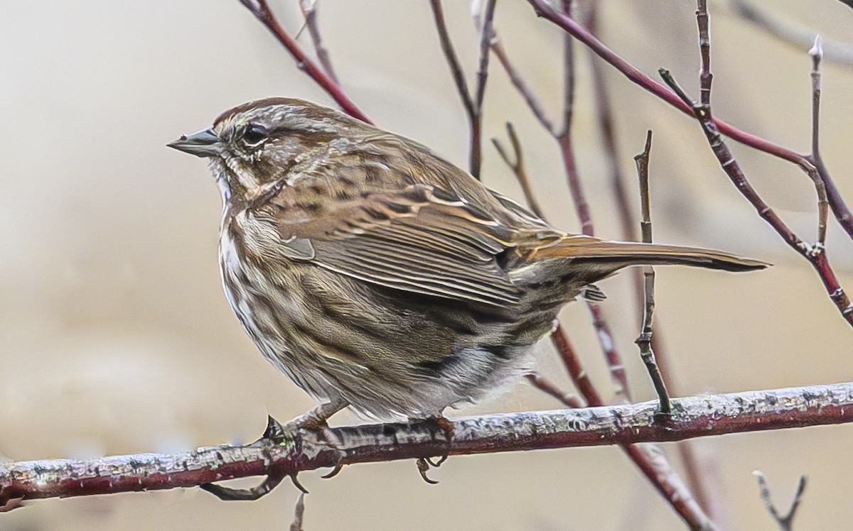 Song Sparrow - ML628704655