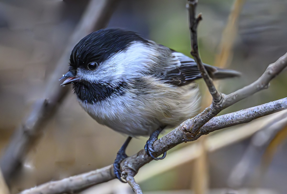 Black-capped Chickadee - ML628704659