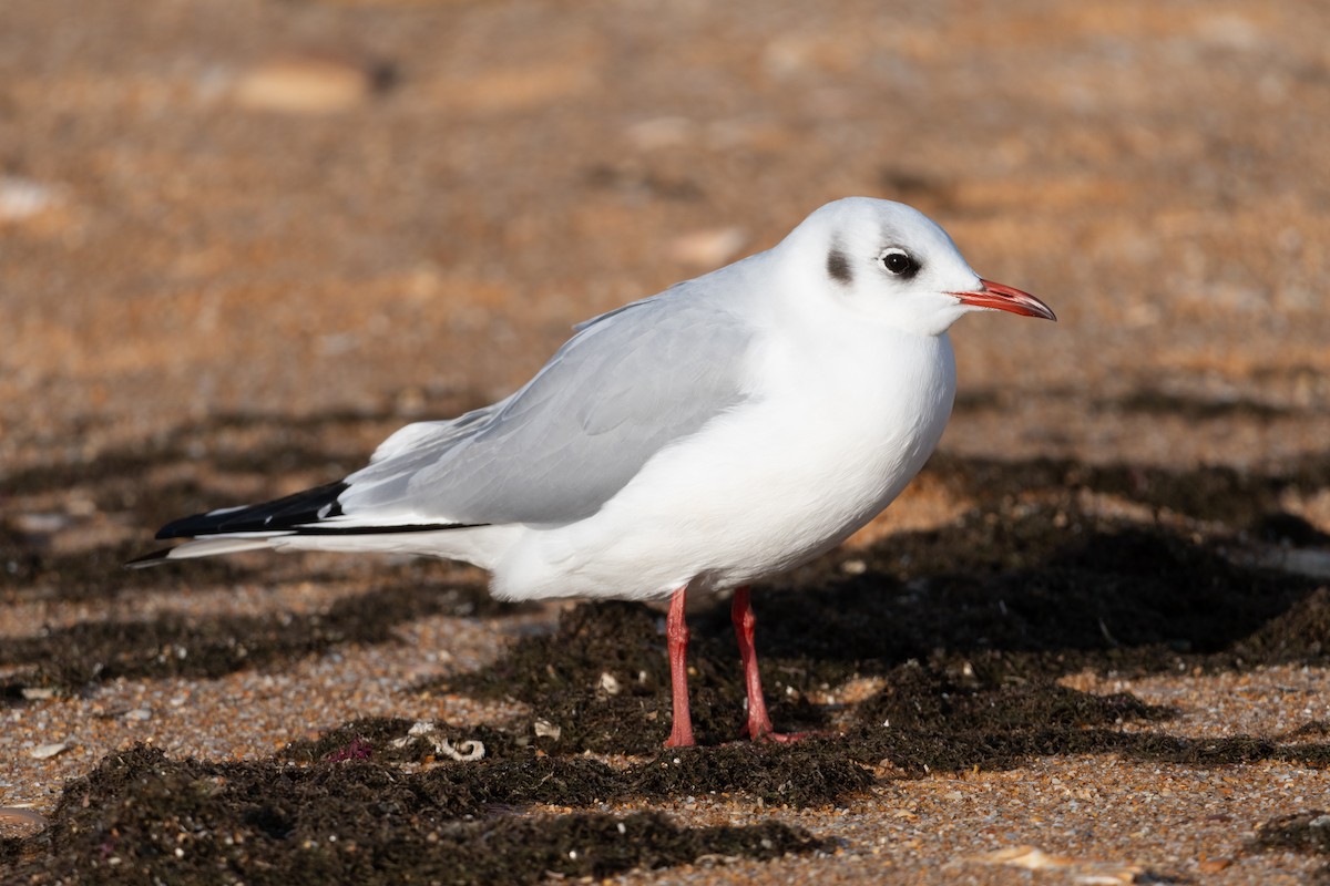 Mouette rieuse - ML628704672