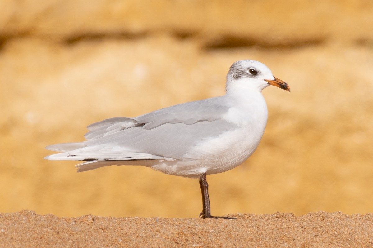 Mouette mélanocéphale - ML628704679