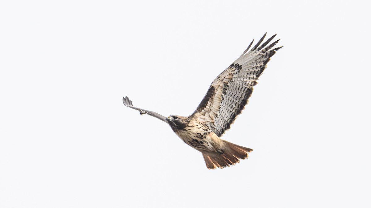 Red-tailed Hawk - ML628704698