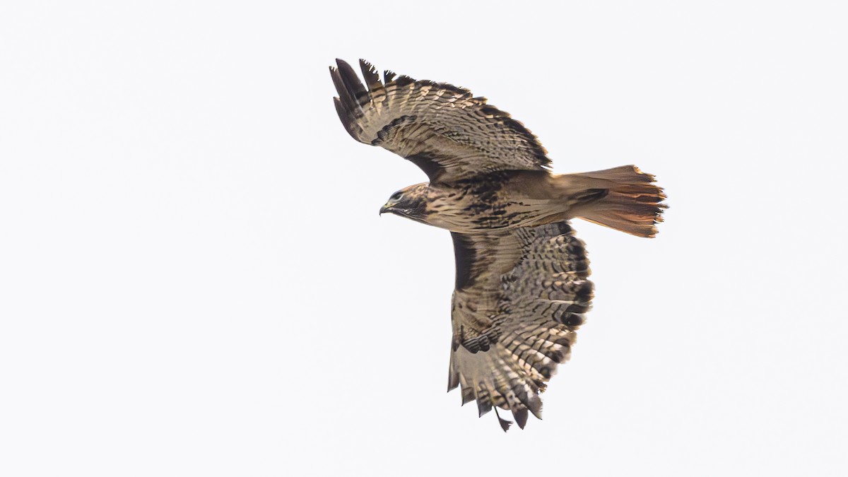 Red-tailed Hawk - ML628704699