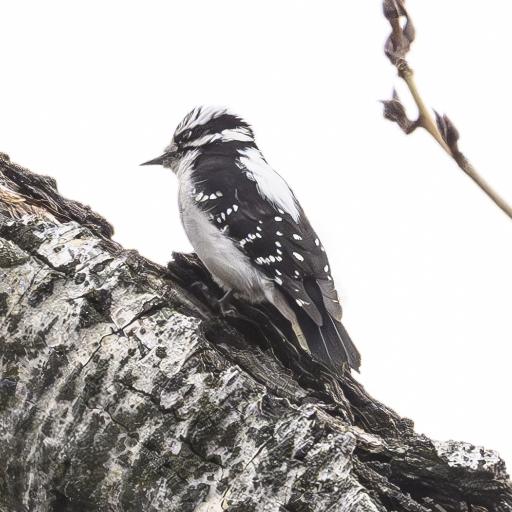 Downy Woodpecker - ML628704708