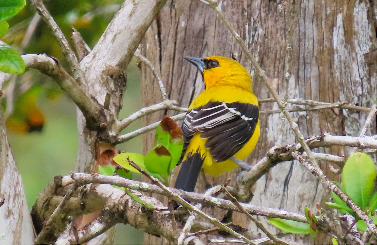 Yellow Oriole - ML628704748