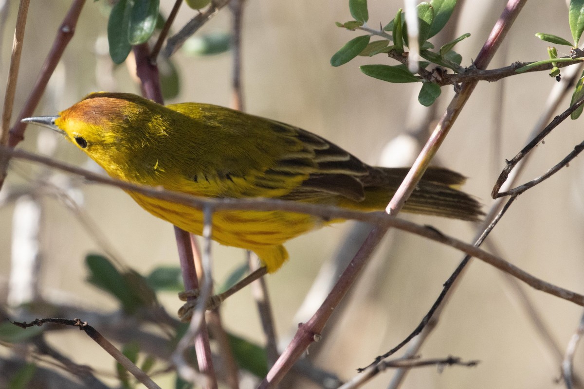 Yellow Warbler (Galapagos) - ML628704763