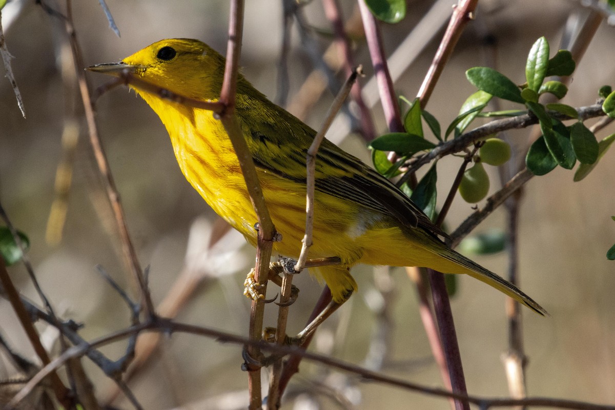 Yellow Warbler (Galapagos) - ML628704764