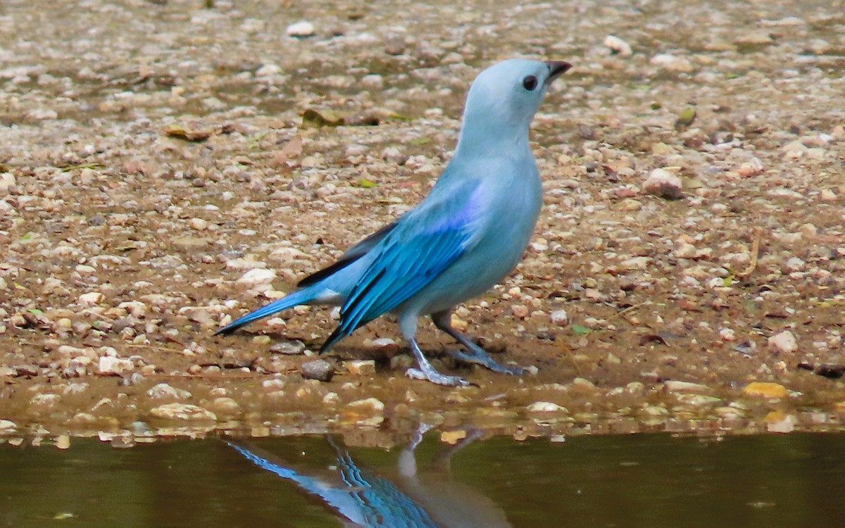 Blue-gray Tanager - ML628704770