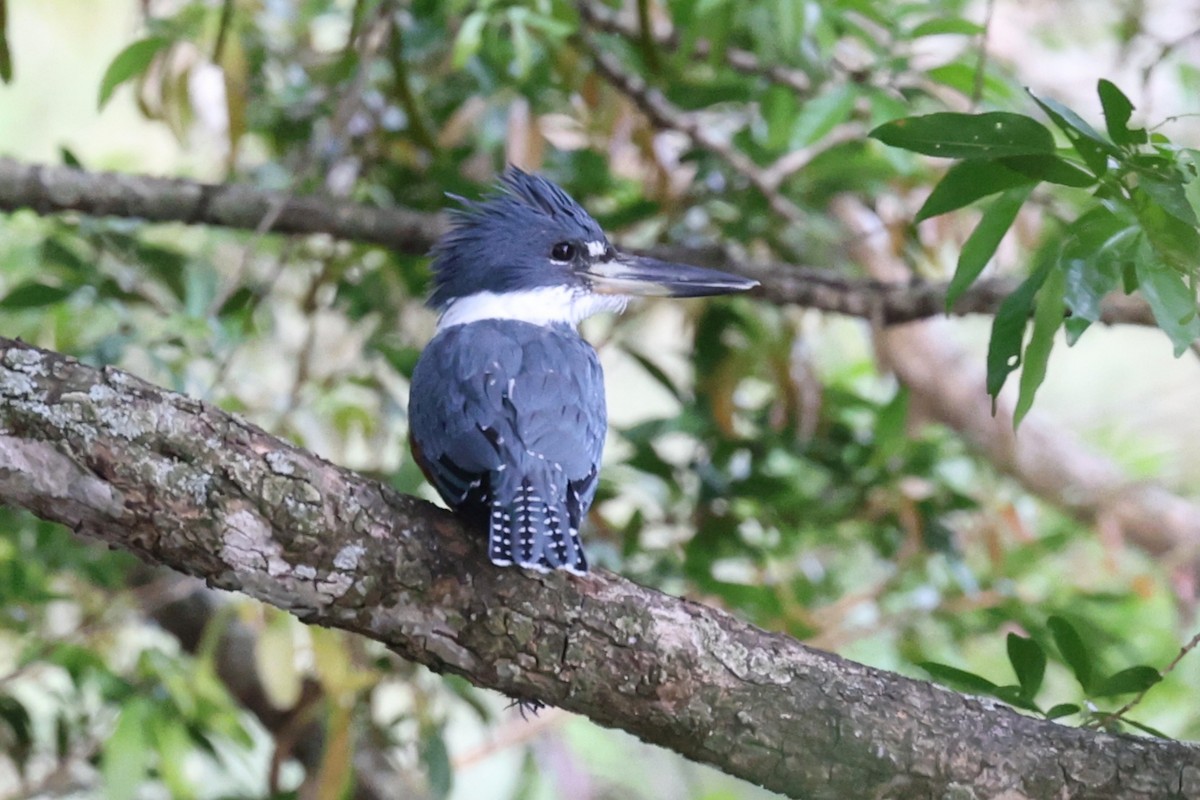 Ringed Kingfisher - ML628704800