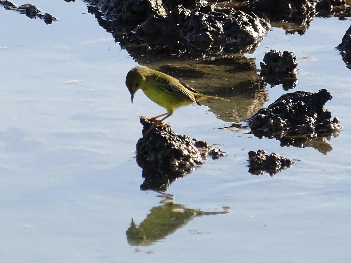 Yellow Warbler (Galapagos) - ML628704834