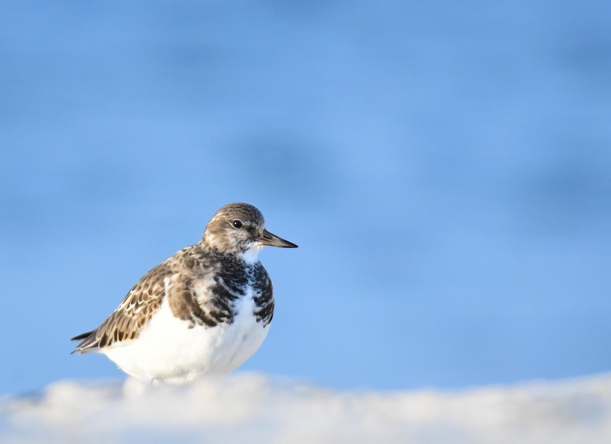 Алаг хайргач - ML628704930