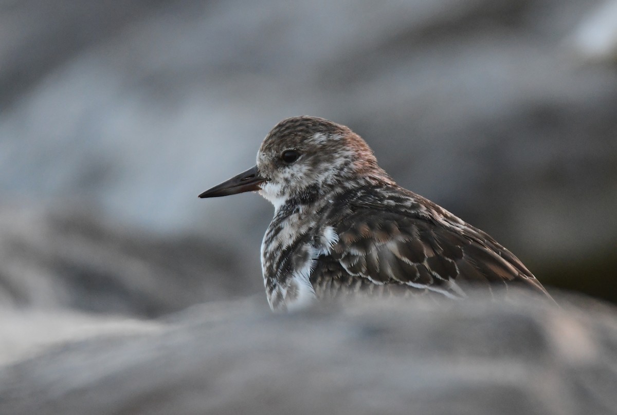 Алаг хайргач - ML628704931