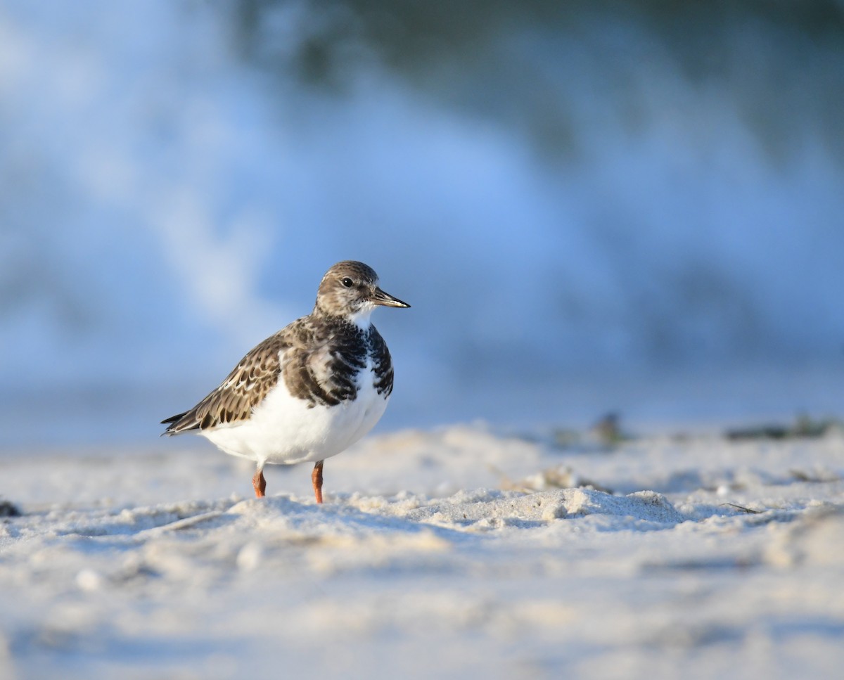 Алаг хайргач - ML628704933