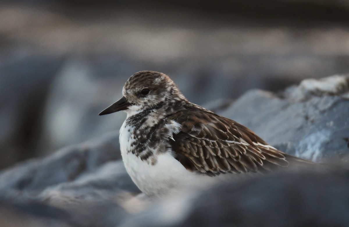 Алаг хайргач - ML628704934