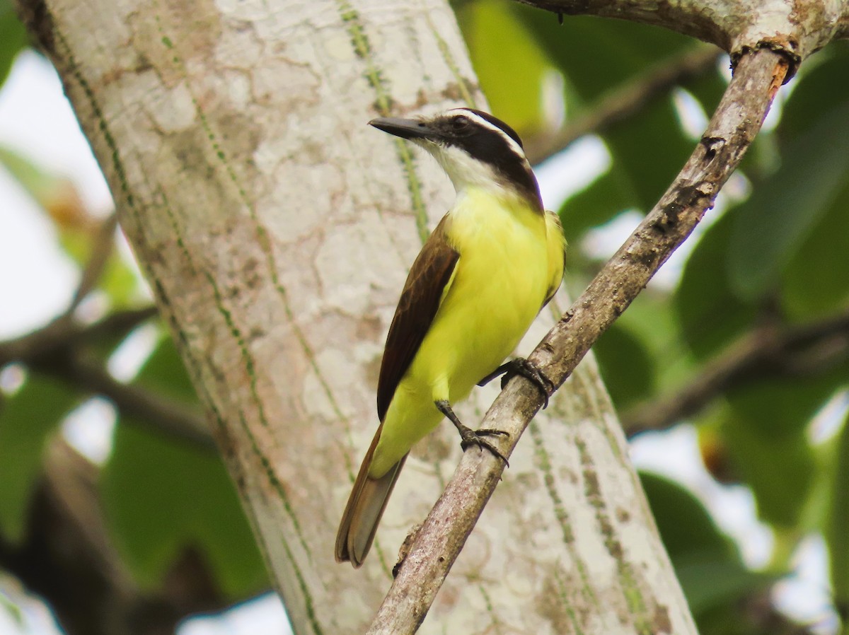 Great Kiskadee - ML628704952