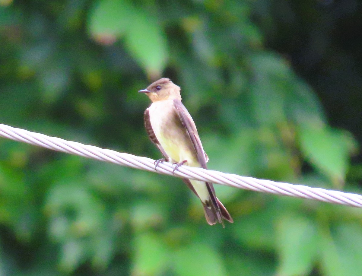 Southern Rough-winged Swallow - ML628704985