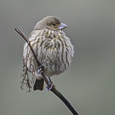 House Finch - ML628705003