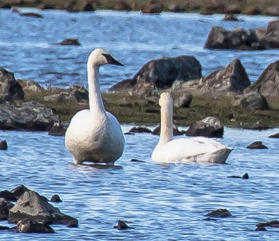 Trumpeter Swan - ML628705190