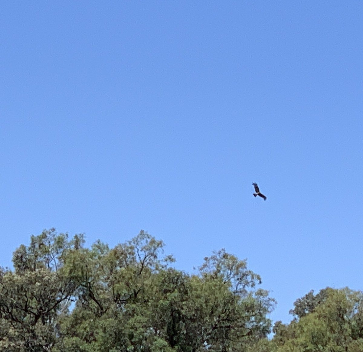 シラガトビ - ML628705277