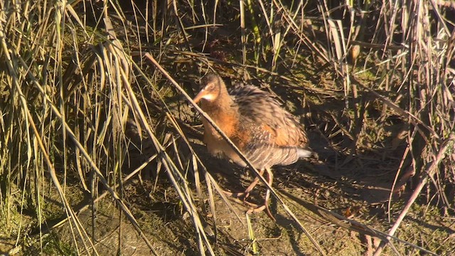 Ridgway's Rail (Light-footed) - ML628705340