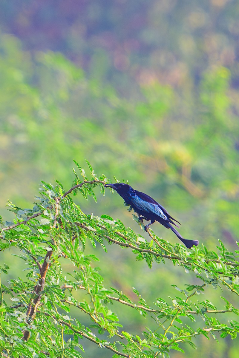 Hair-crested Drongo - ML628705418