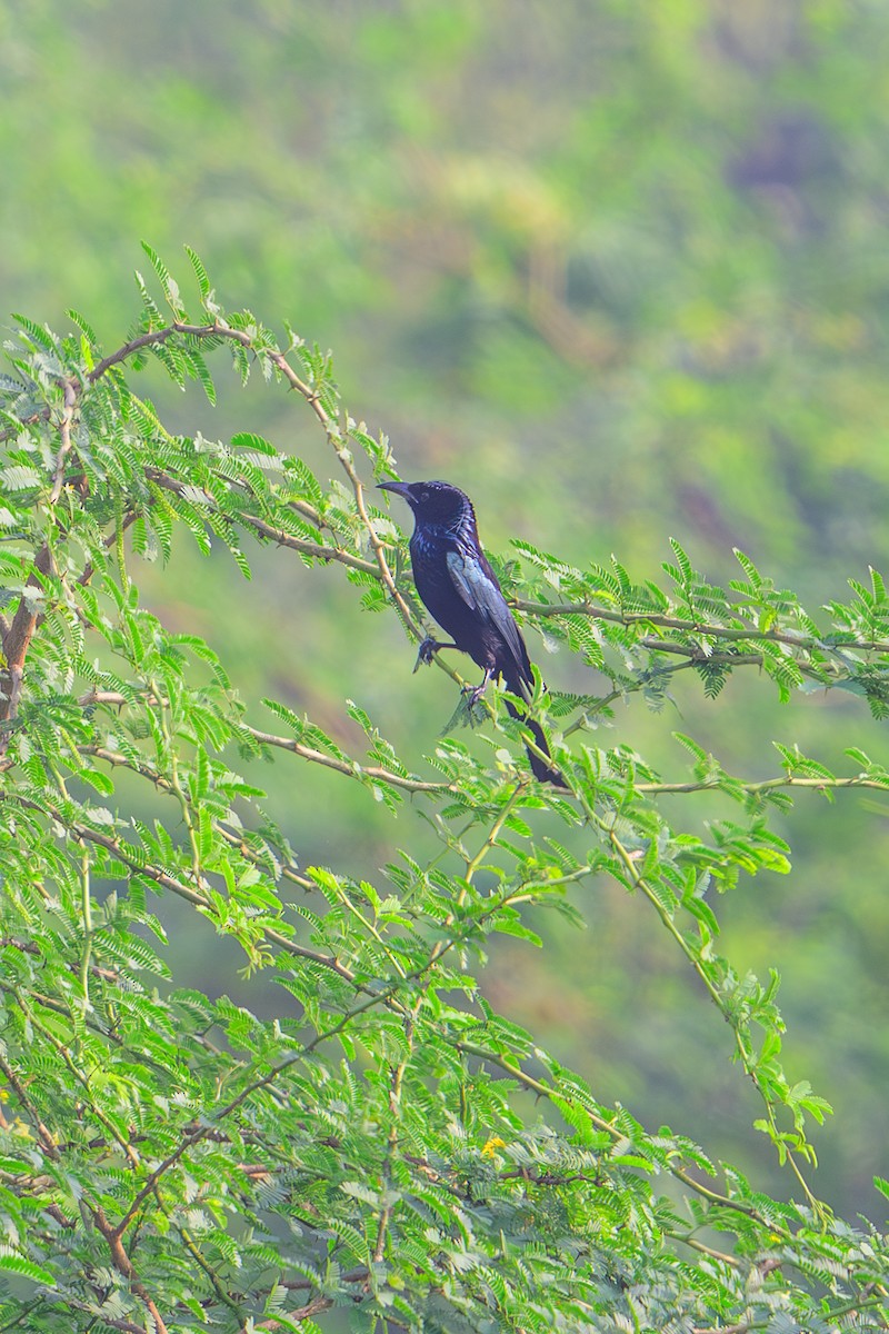 Hair-crested Drongo - ML628705419