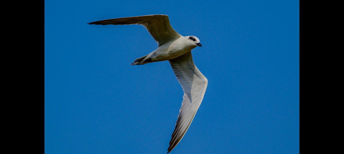 Sterna zampenere - ML628705473