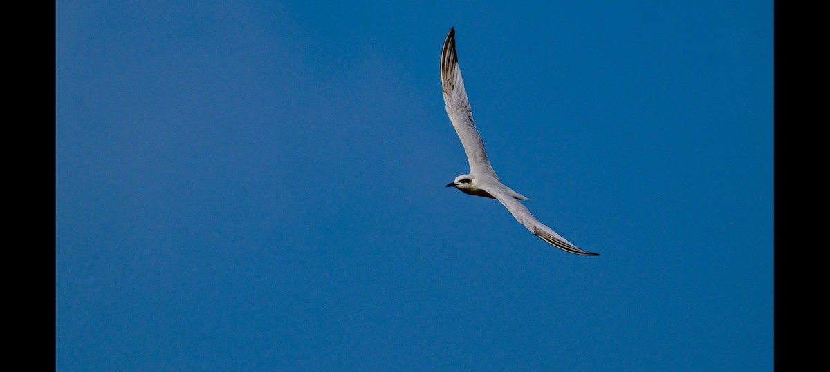 Sterna zampenere - ML628705474