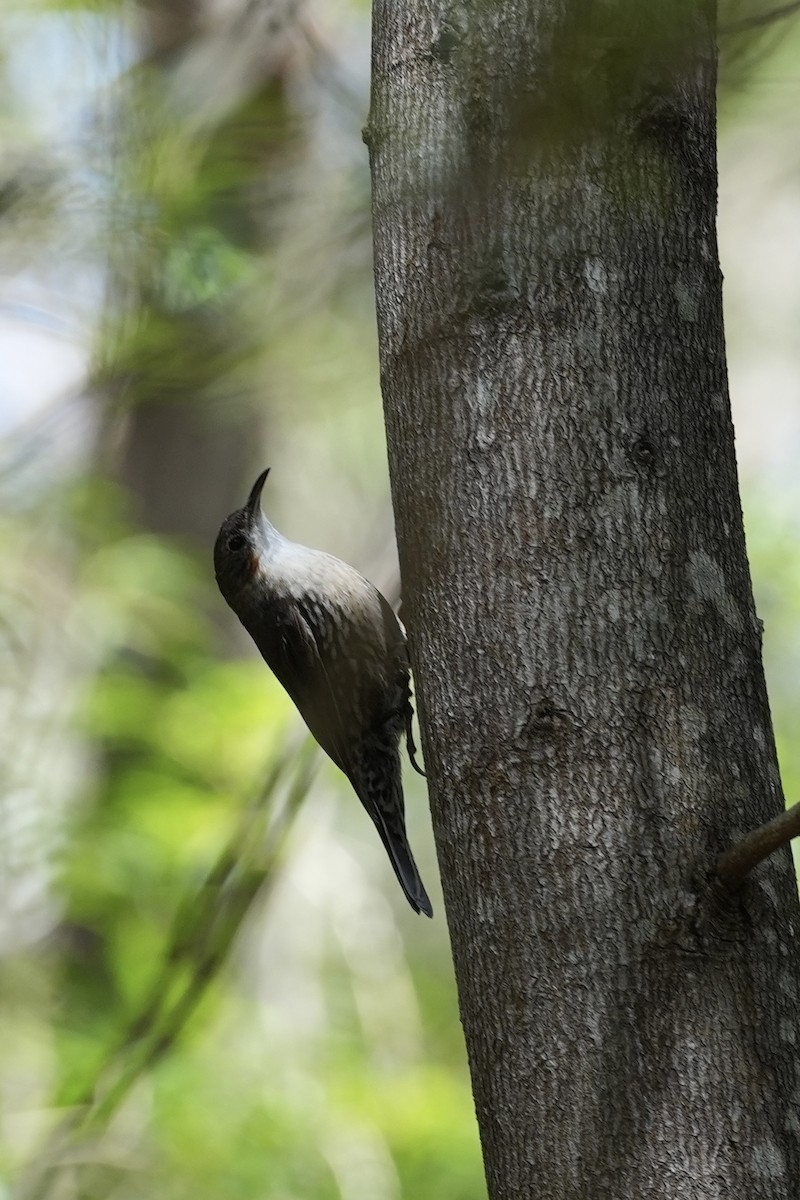 White-throated Treecreeper - ML628705586