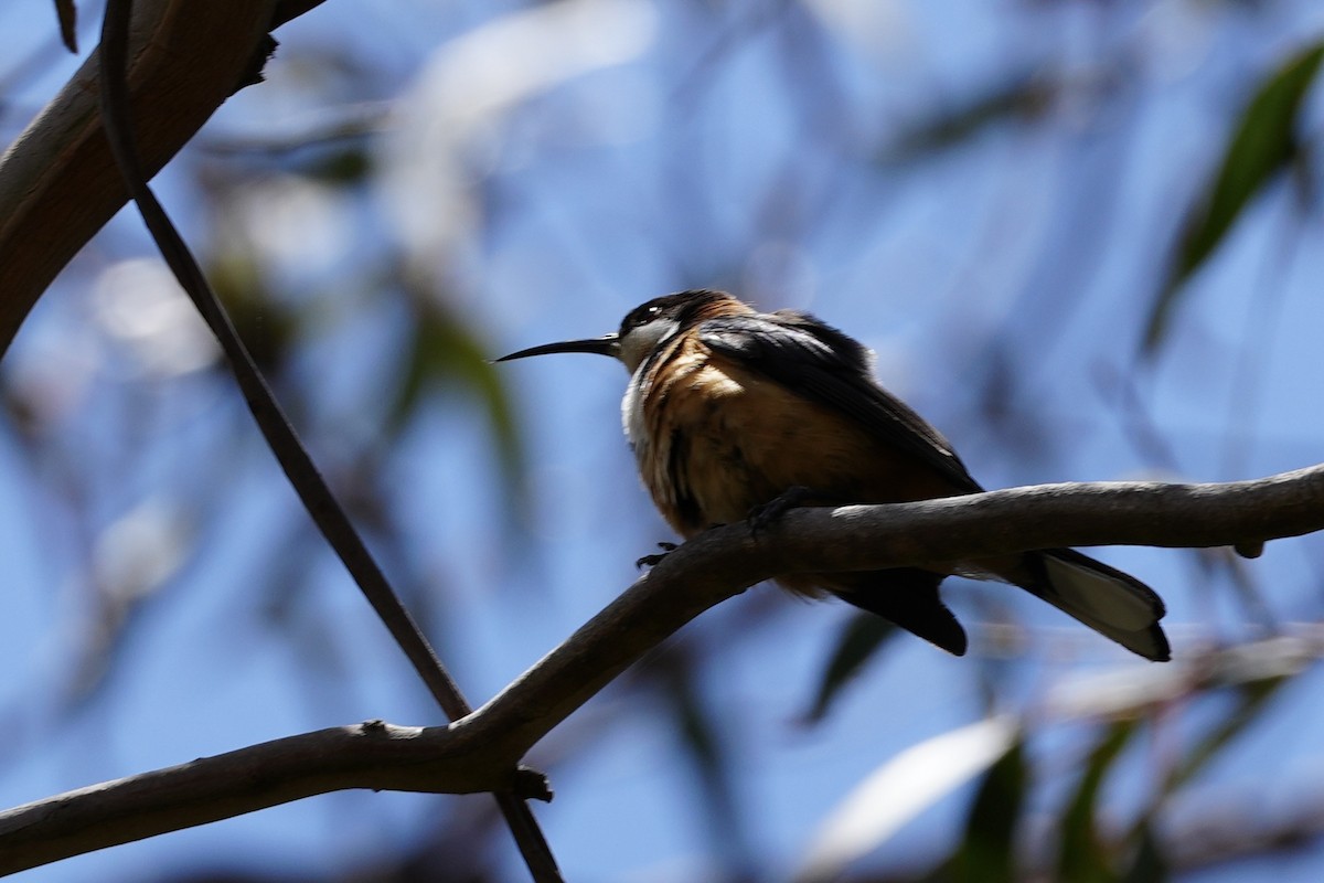 Eastern Spinebill - ML628705592