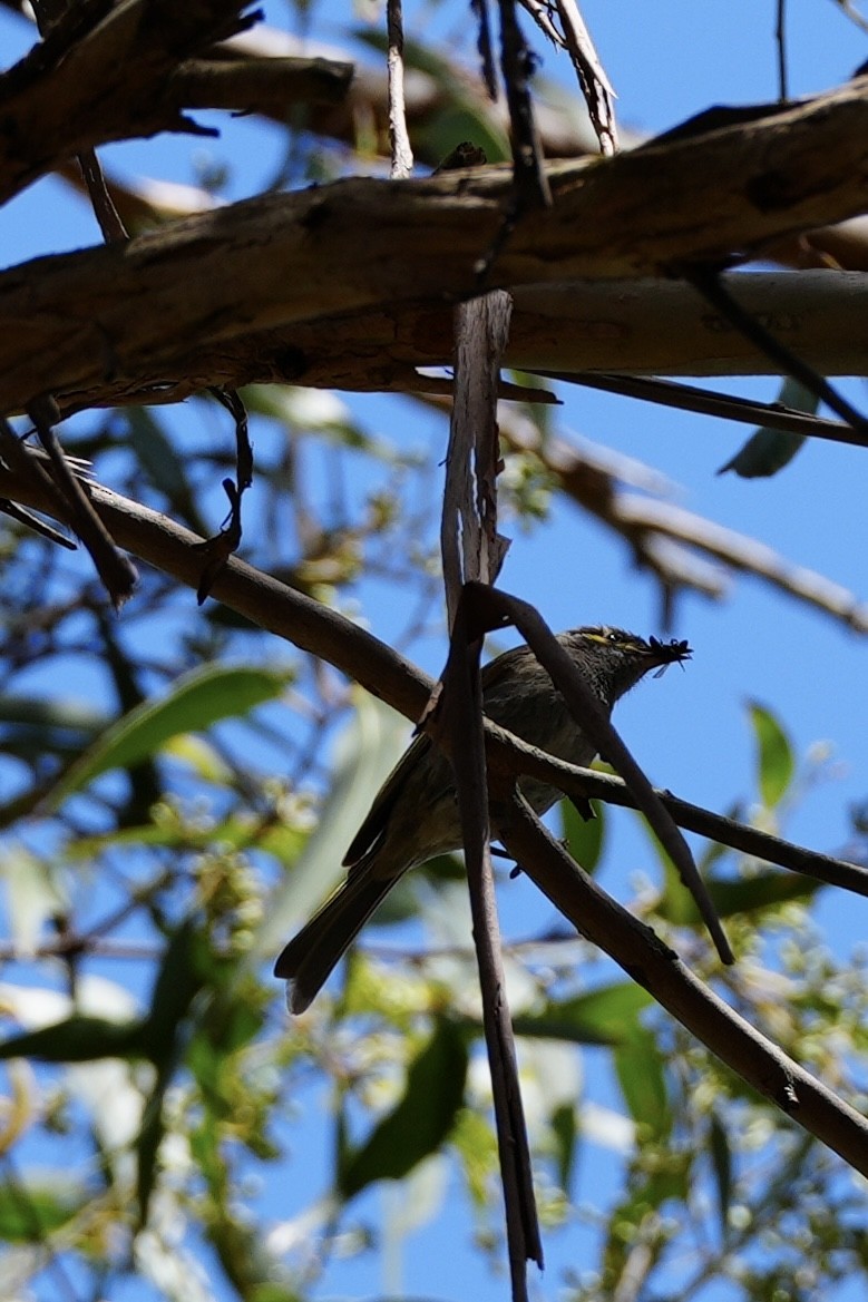 Yellow-faced Honeyeater - ML628705596