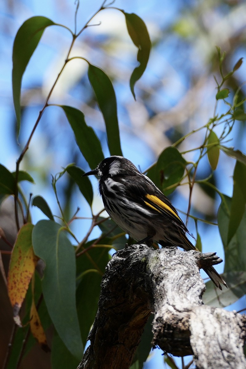 New Holland Honeyeater - ML628705600