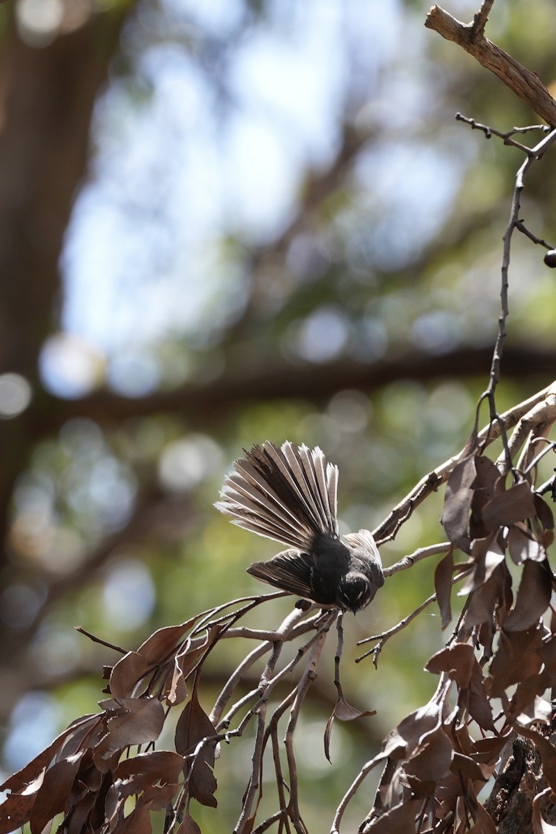 Gray Fantail - ML628705608