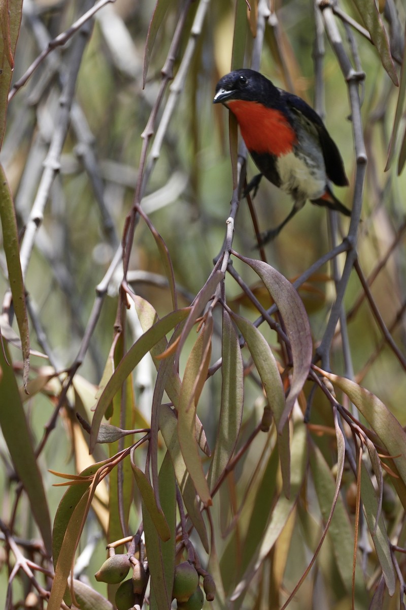 Mistletoebird - ML628705614