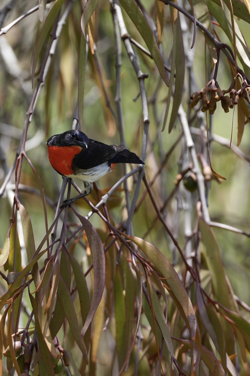 Mistletoebird - ML628705615