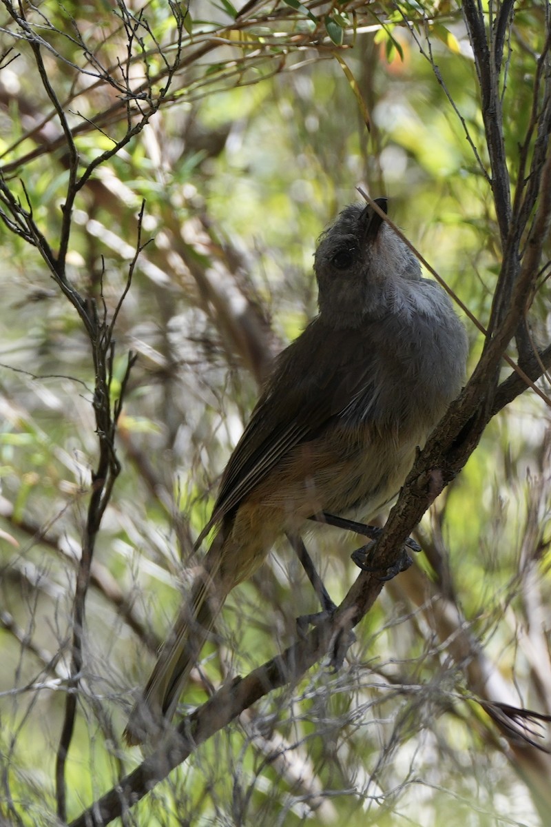 Olive Whistler - ML628705625