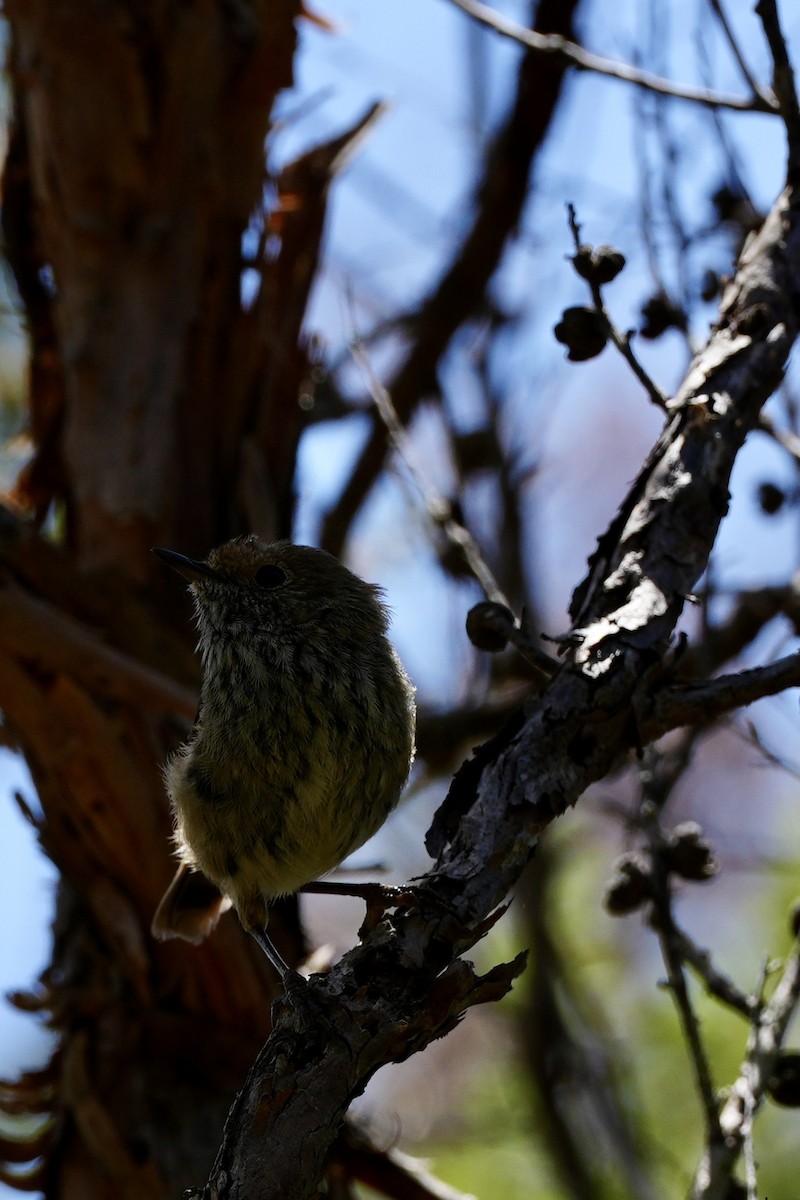 Striated Thornbill - ML628705651