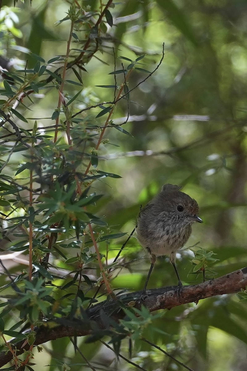Brown Thornbill - ML628705655