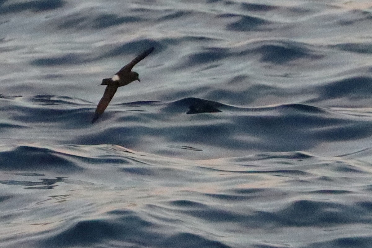 Band-rumped Storm-Petrel - ML628705963