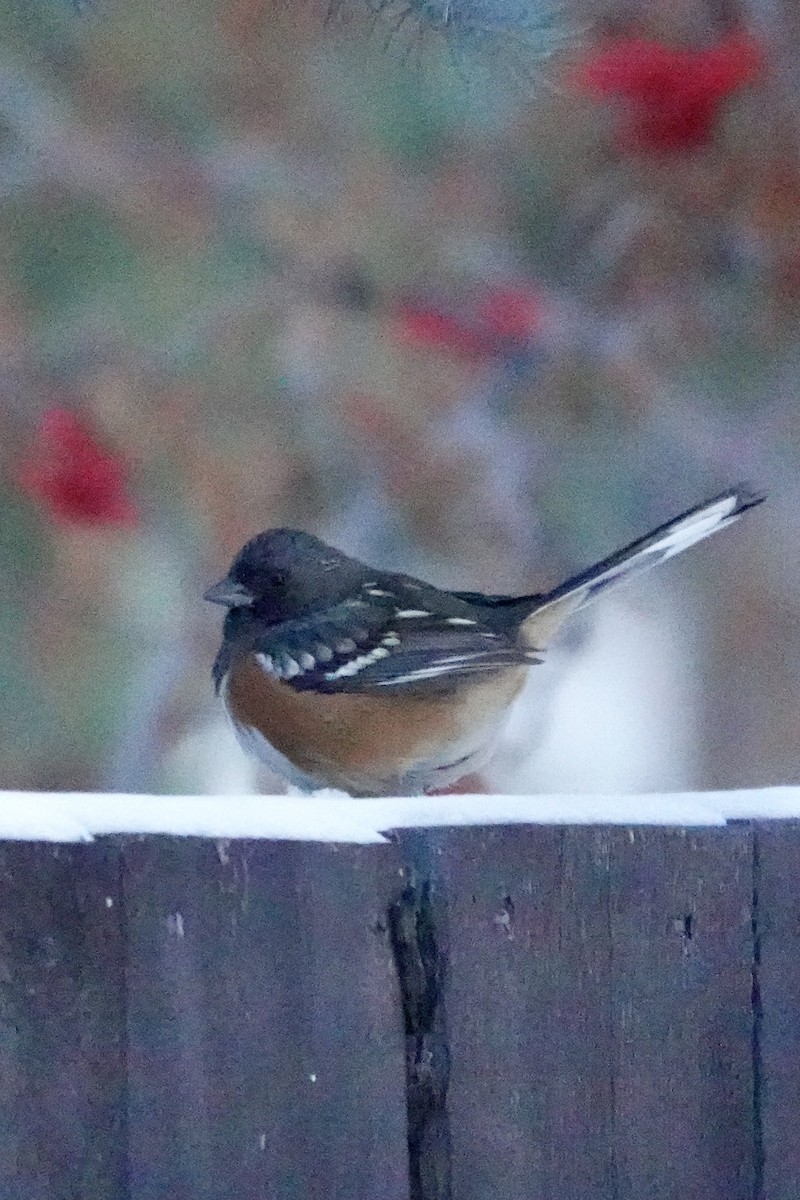 Spotted Towhee - ML628706215