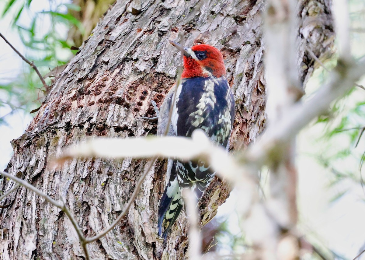 Red-breasted Sapsucker (daggetti) - ML628706355
