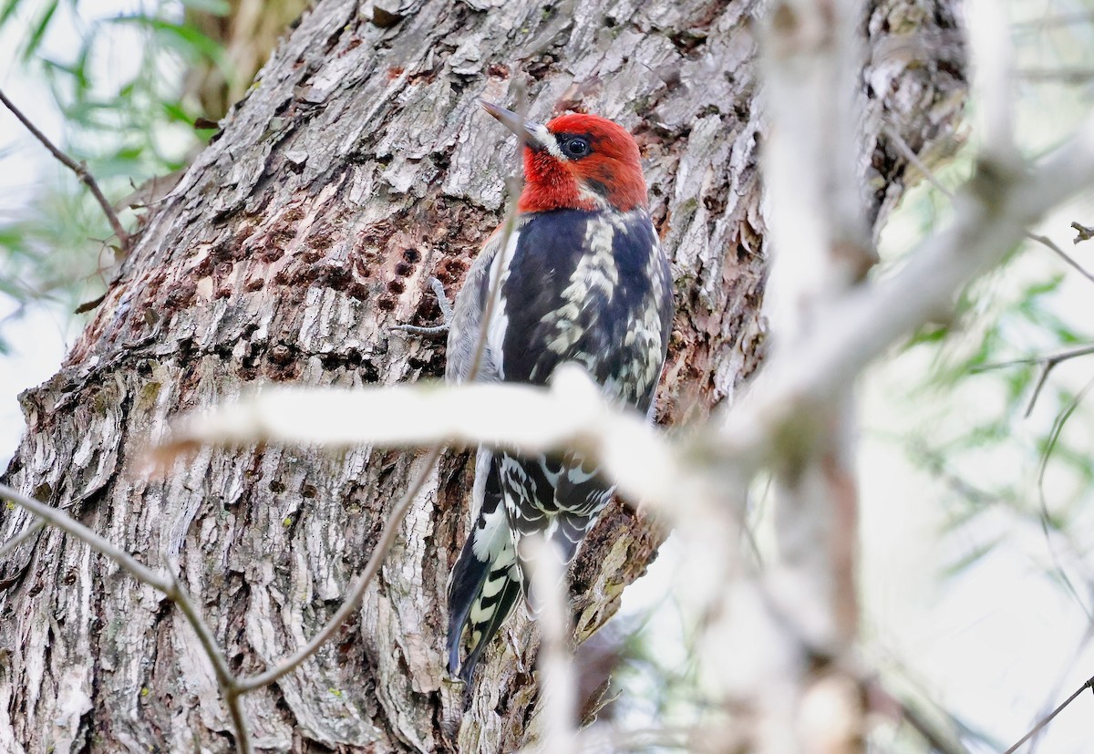 Red-breasted Sapsucker (daggetti) - ML628706369