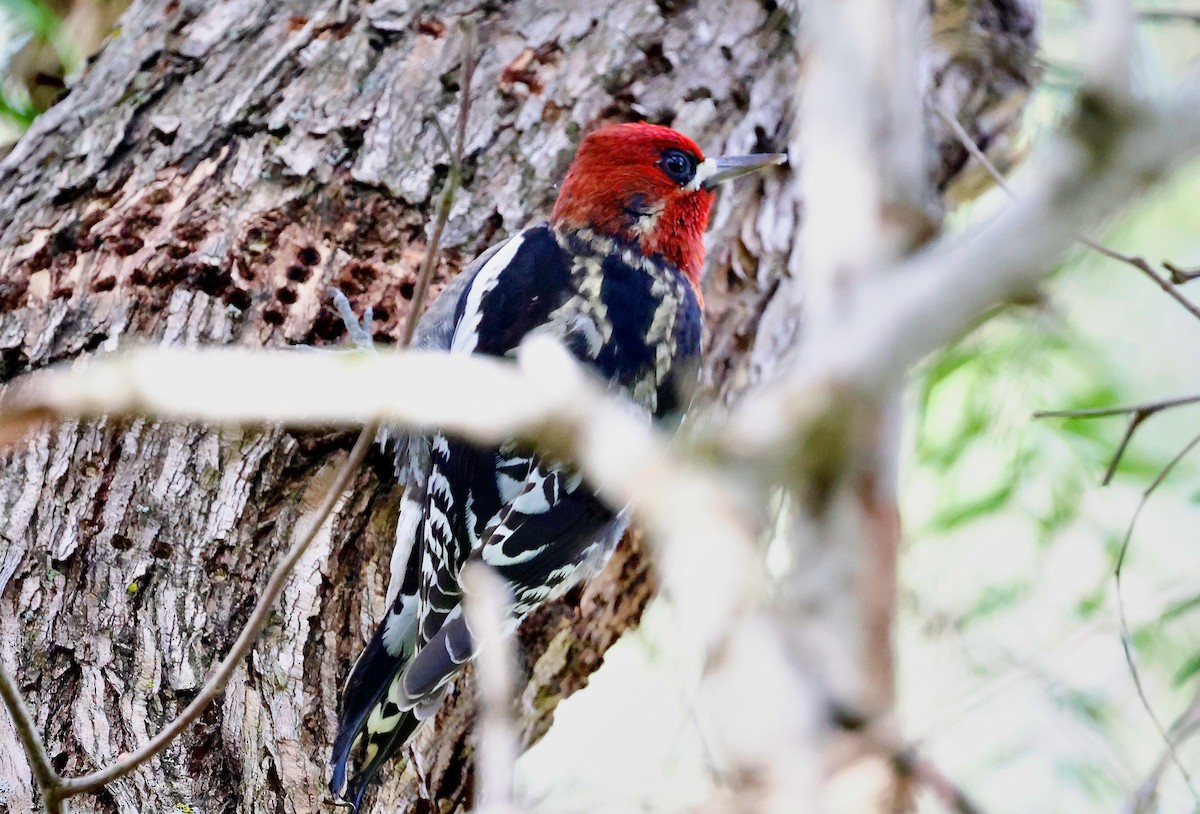 Red-breasted Sapsucker (daggetti) - ML628706376