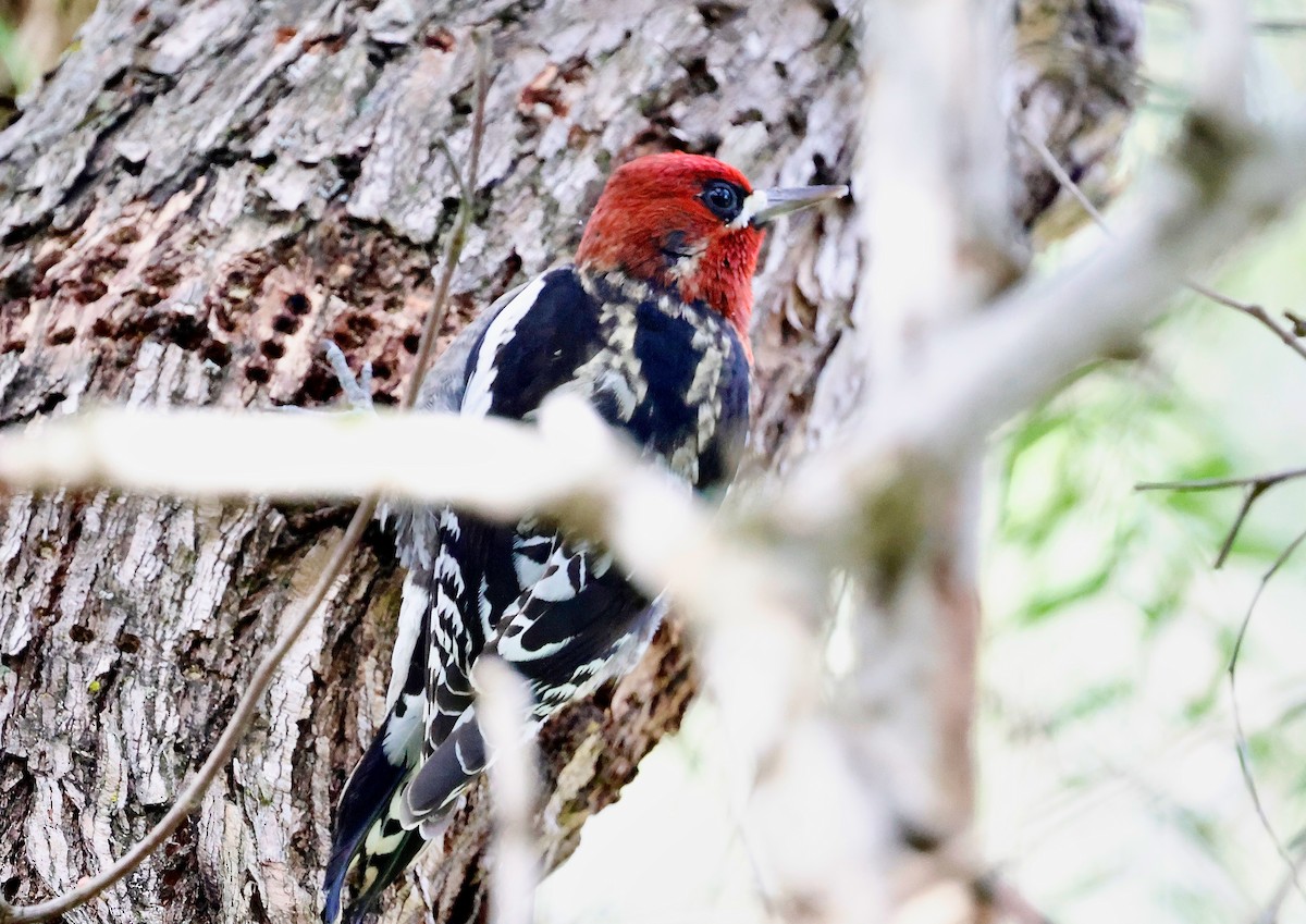 Red-breasted Sapsucker (daggetti) - ML628706387