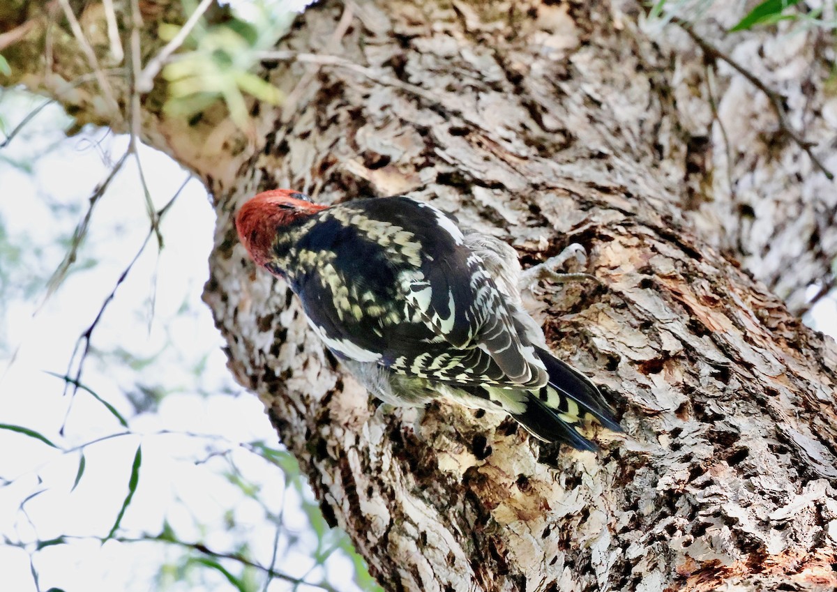 Red-breasted Sapsucker (daggetti) - ML628706398