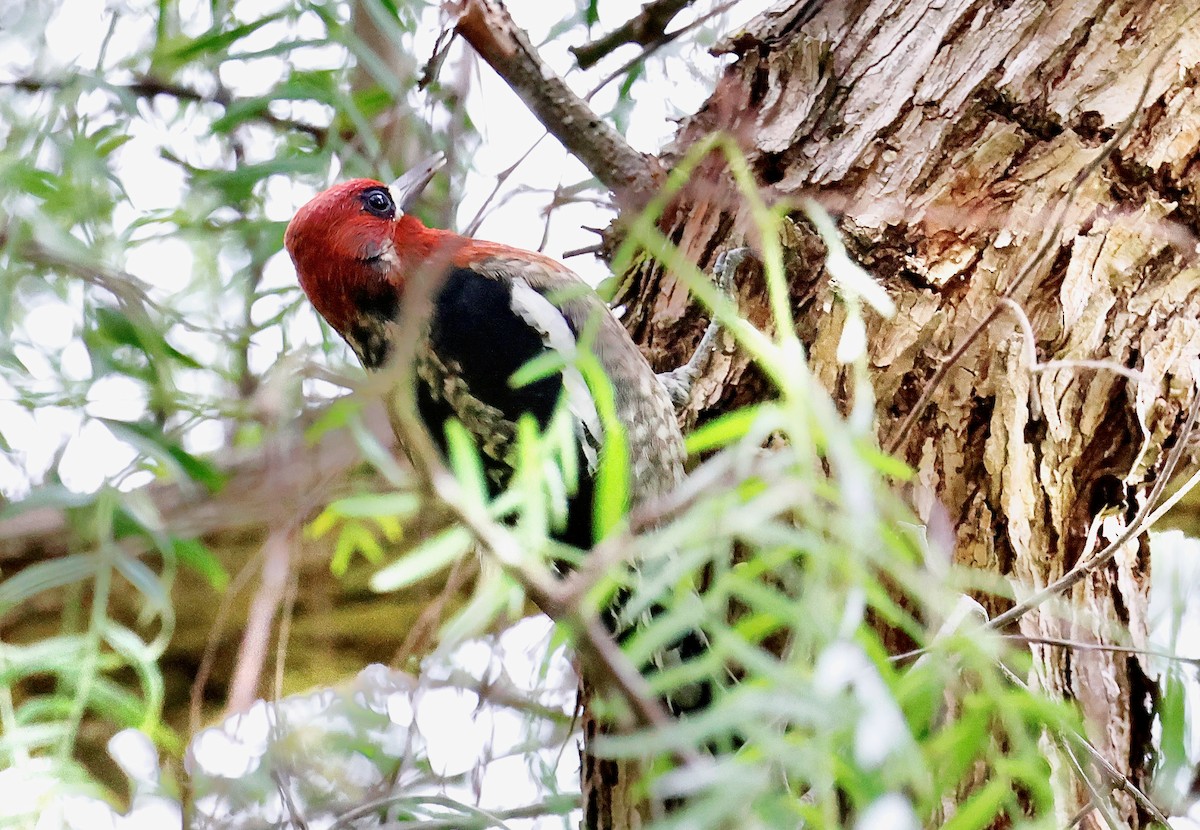 Red-breasted Sapsucker (daggetti) - ML628706417