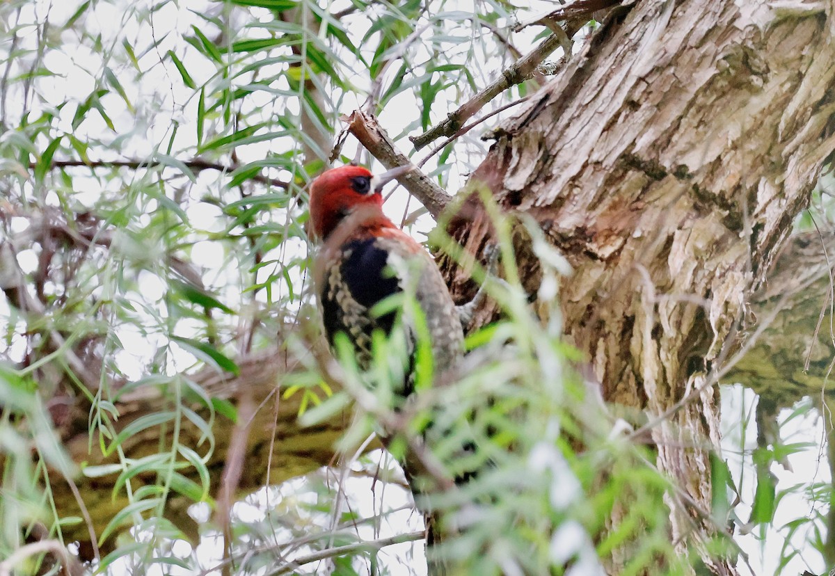 Red-breasted Sapsucker (daggetti) - ML628706429