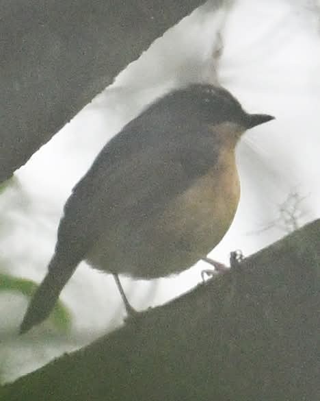 Bundok Flycatcher - ML628706923
