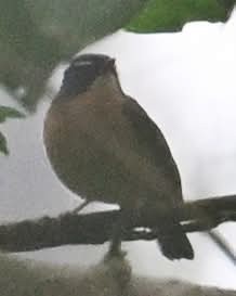 Bundok Flycatcher - ML628706925